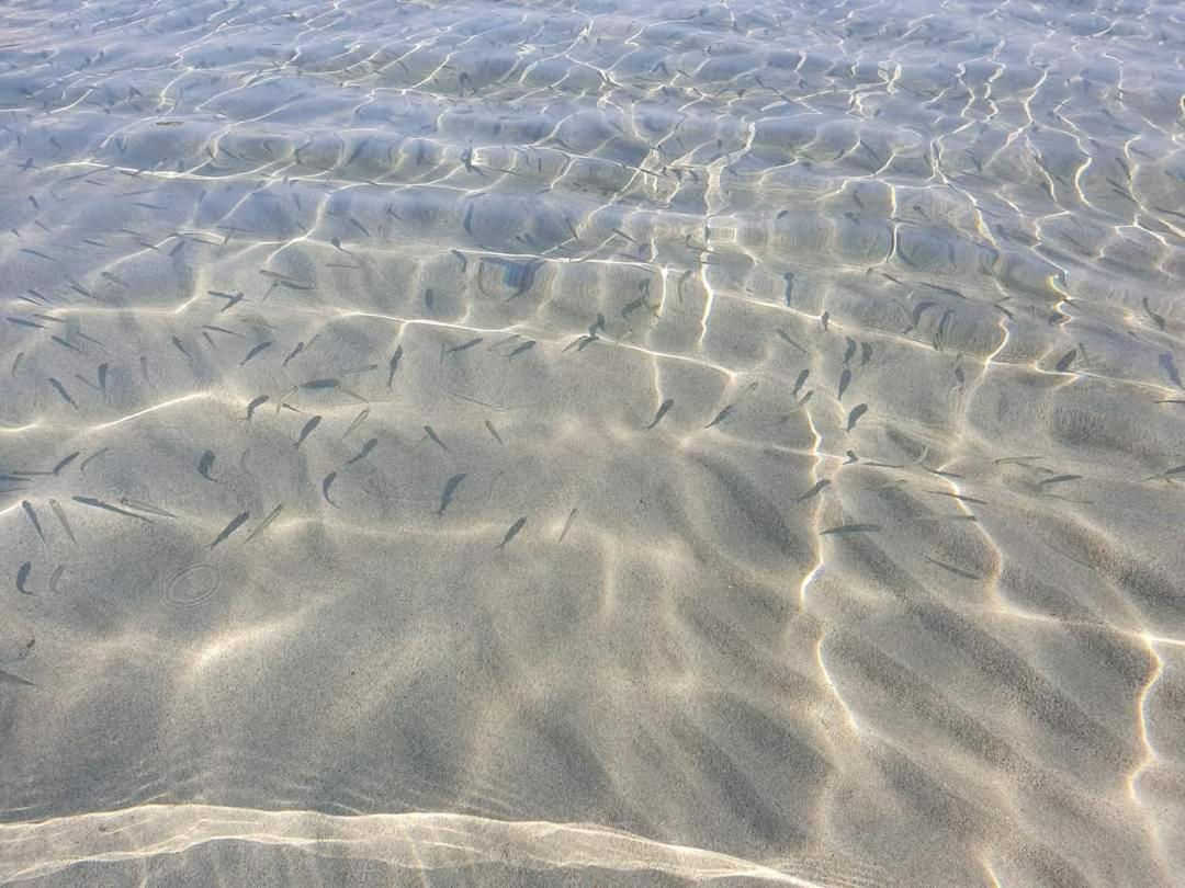 Dolcesosta B&B Marina Di Pulsano エクステリア 写真